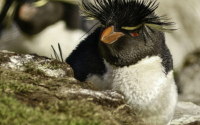 ePostcard #83: Penguins & Countershading (Falklands/Malvinas)