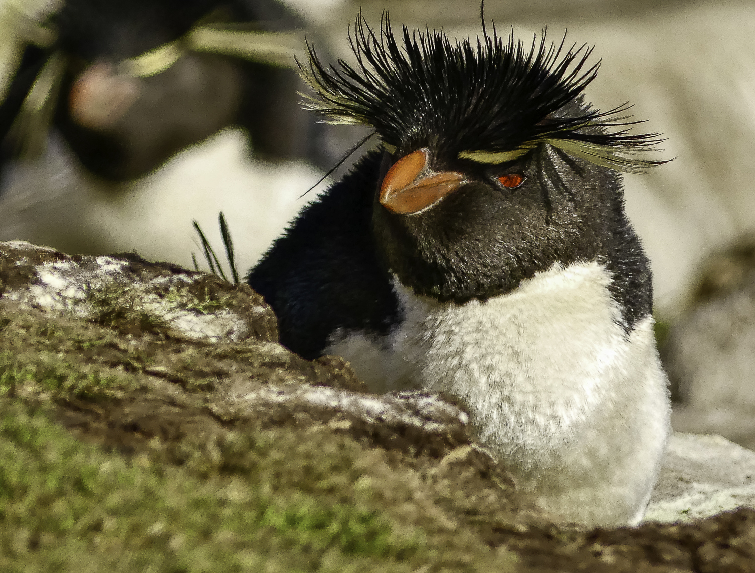 ePostcard #83: Penguins & Countershading (Falklands/Malvinas)