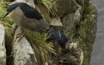 ePostcard #85: Life in the Rookery (Falkland Black-crowned Night Herons)