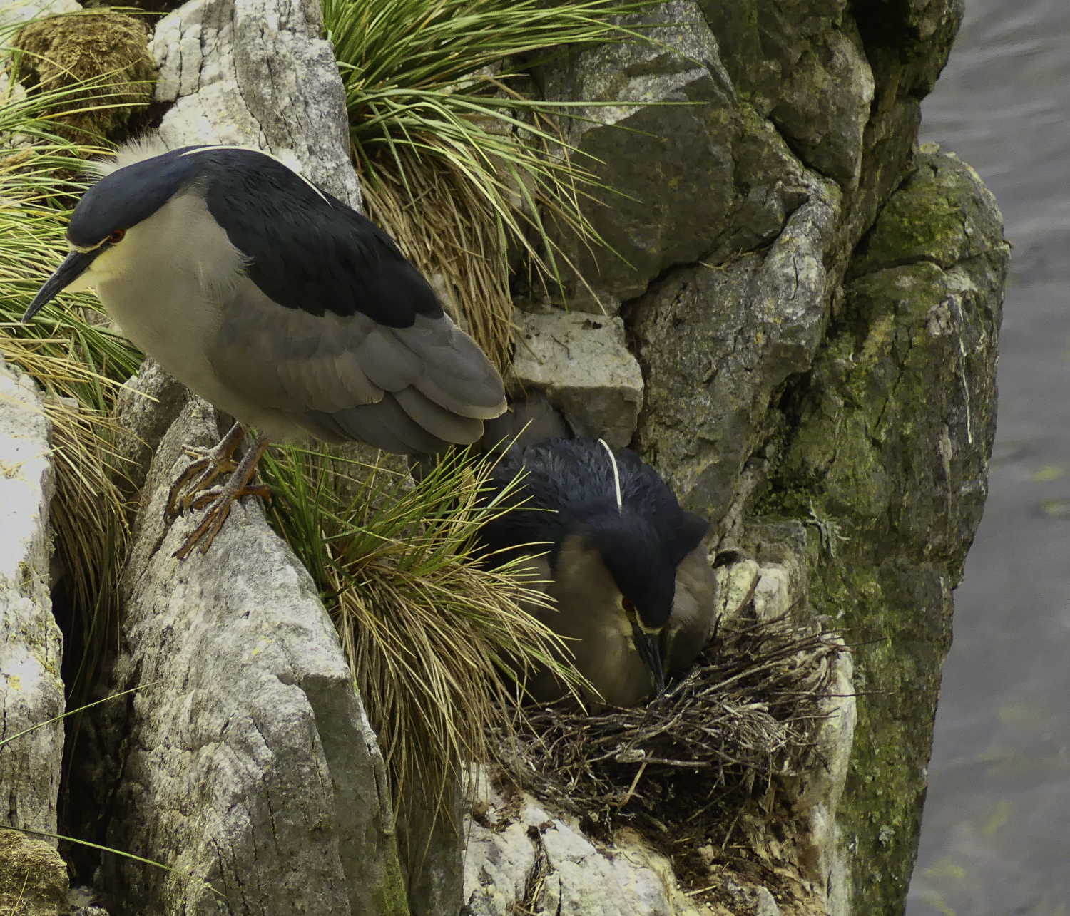 ePostcard #85: Life in the Rookery (Falkland Black-crowned Night Herons)