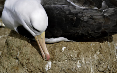 ePostcard #86: Adobe Ingenuity (Black-browed Albatross Nests)