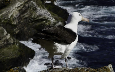 ePostcard #90: Ready to Fly (Black-browed Albatrosses)