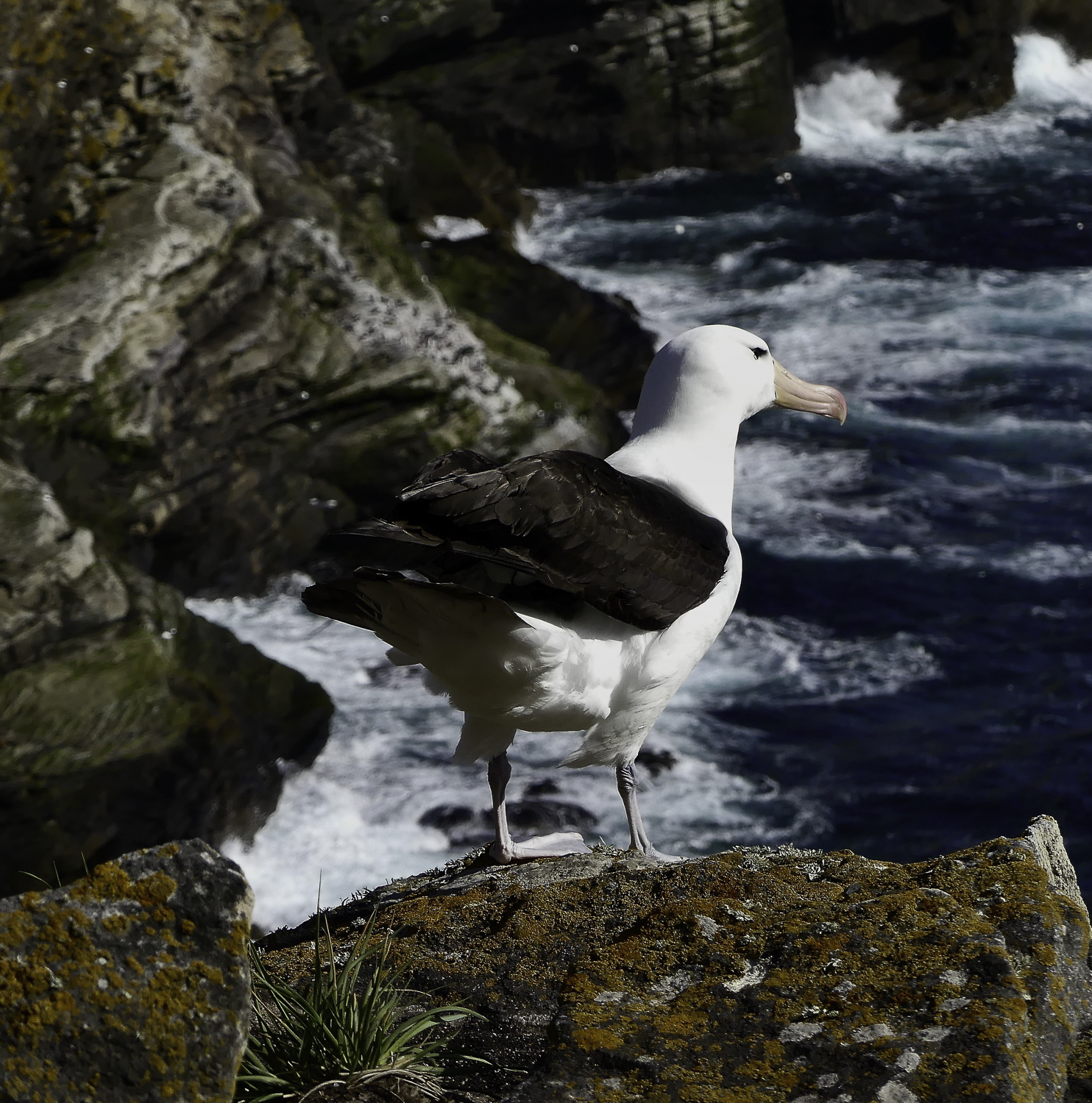 ePostcard #90: Ready to Fly (Black-browed Albatrosses)