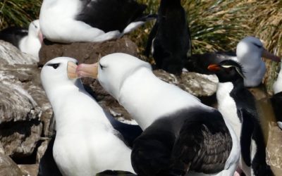 ePostcard #89: Pair-Bonding—Black-browed Albatrosses!
