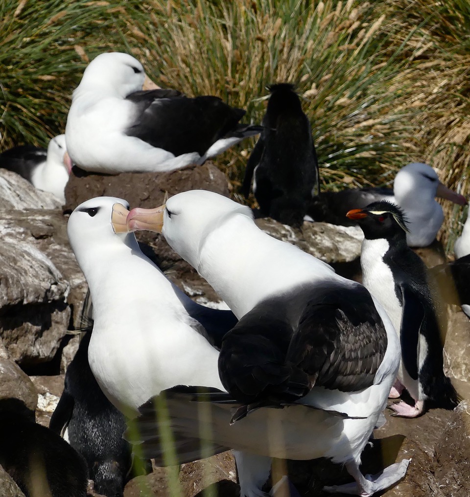 ePostcard #89: Pair-Bonding—Black-browed Albatrosses!