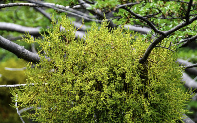 ePostcard #103: Under the Mistletoe (Tierra del Fuego)
