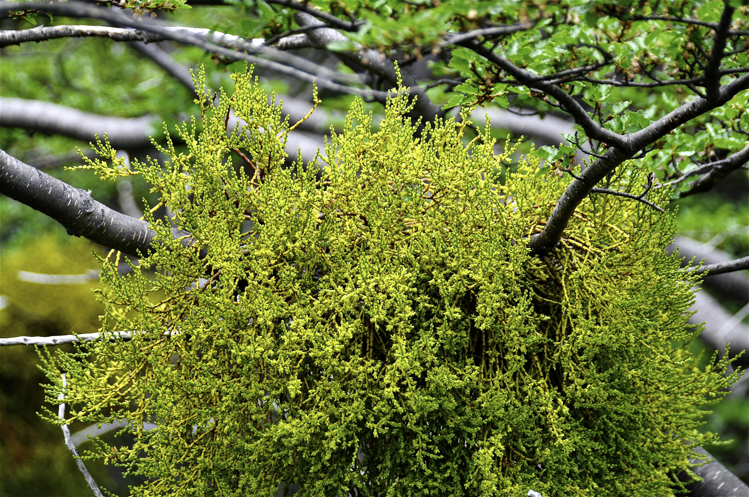 ePostcard #103: Under the Mistletoe (Tierra del Fuego)