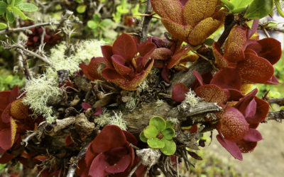 ePostcard #104: Witches’ Brooms & Rust Cups (Tierra del Fuego)