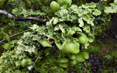 ePostcard #105: Lichen Forests (Tierra del Fuego)