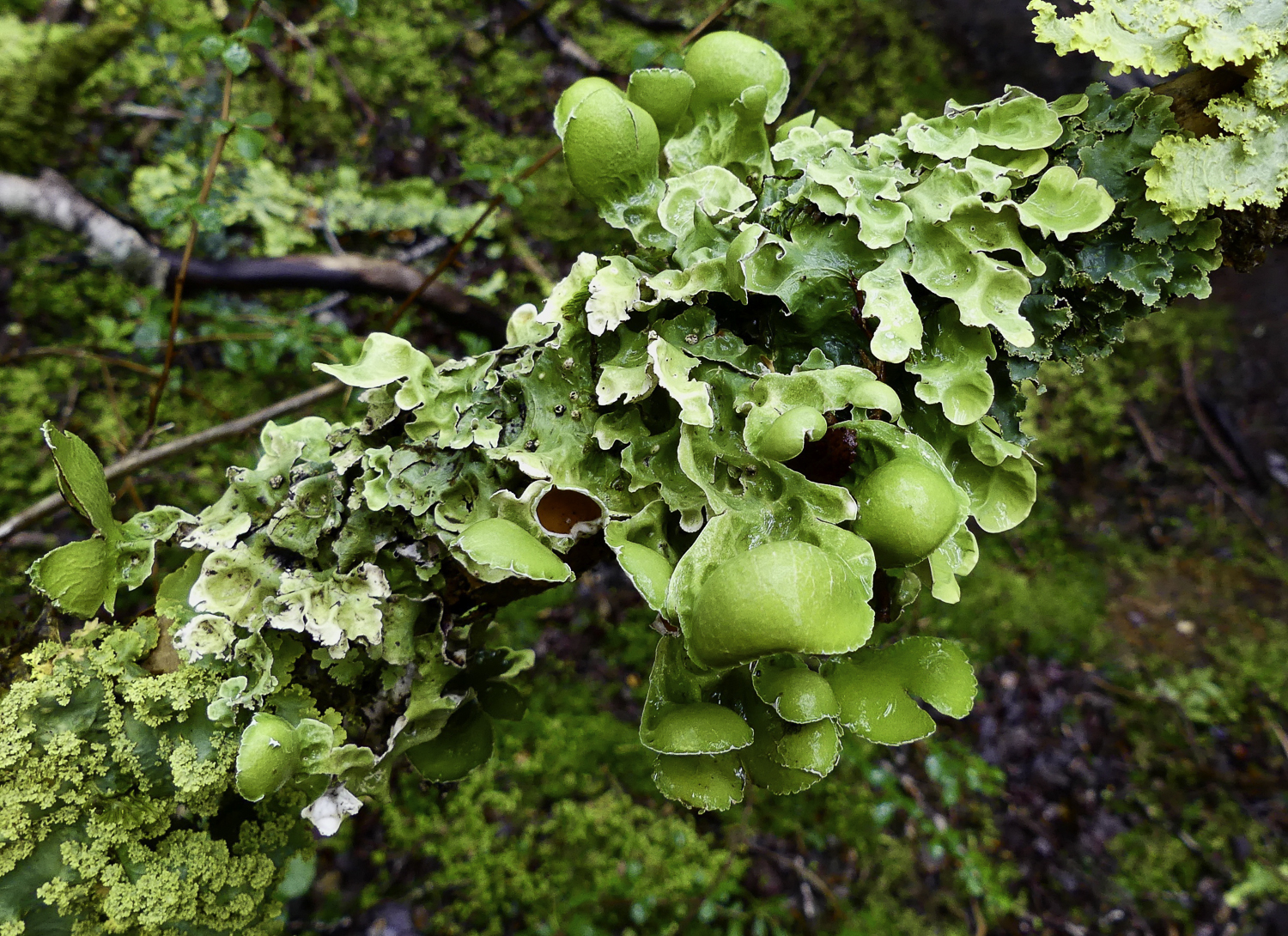 ePostcard #105: Lichen Forests (Tierra del Fuego)