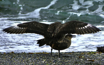 ePostcard #106: Skua Drama (Estancia Harberton, Tierra del Fuego)