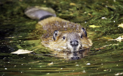 ePostcard #107: Leave it to Beaver (Tierra del Fuego)