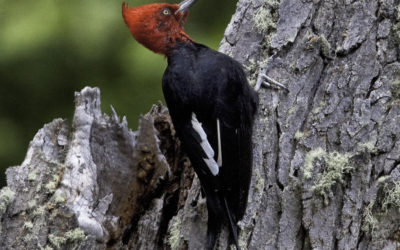 ePostcard #108: Do Woodpeckers Get Hammer Headaches?