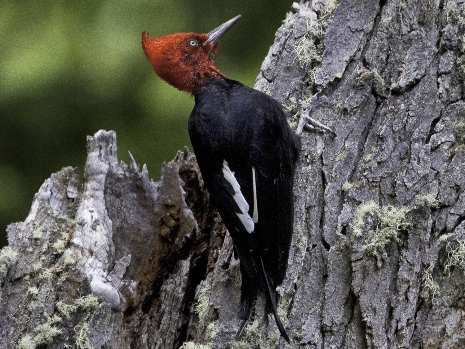ePostcard #108: Do Woodpeckers Get Hammer Headaches?