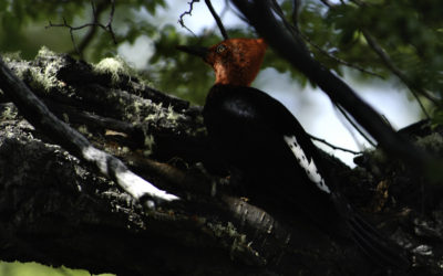 ePostcard #109: Secrets of the Nest (Magellanic Woodpeckers)