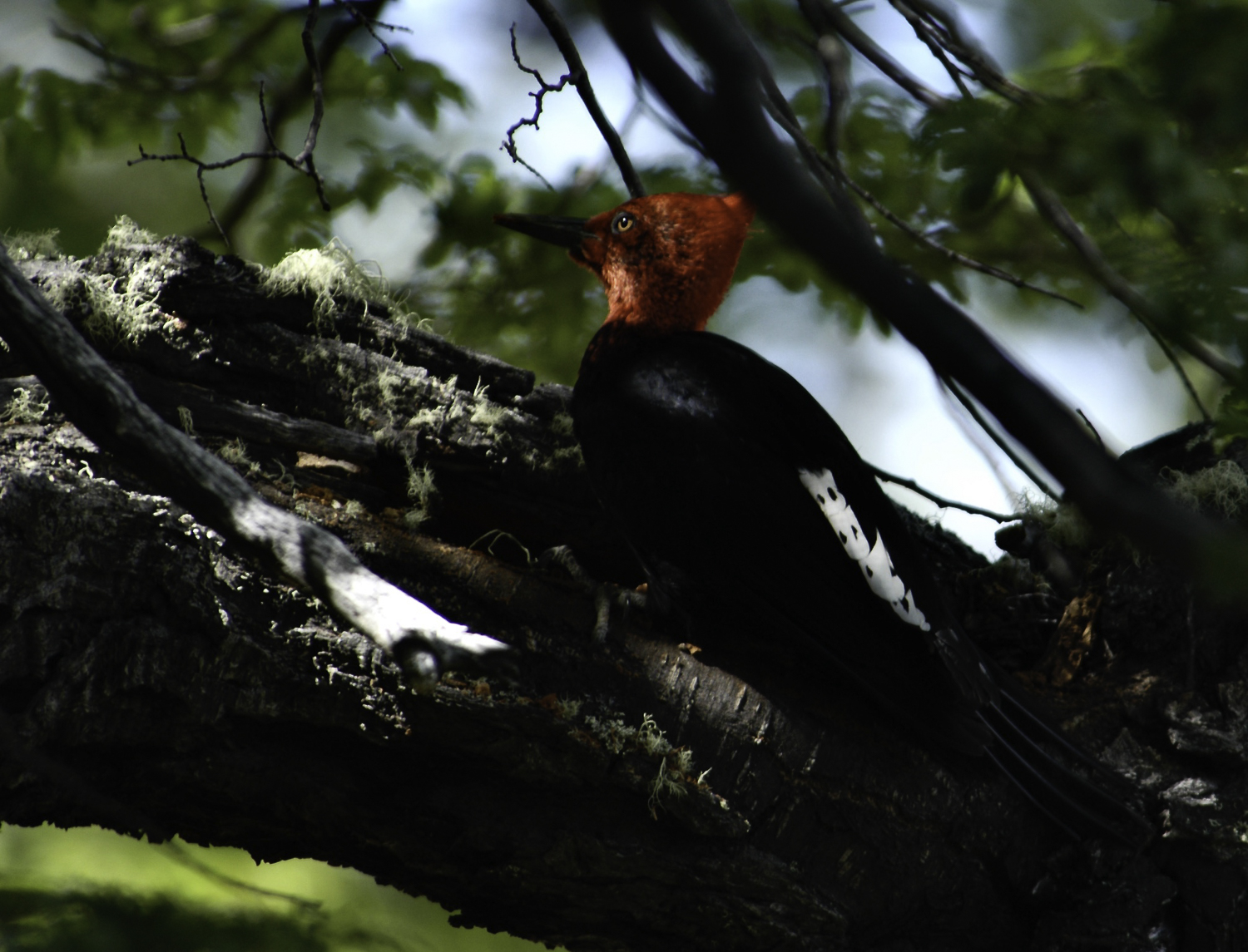 ePostcard #109: Secrets of the Nest (Magellanic Woodpeckers)