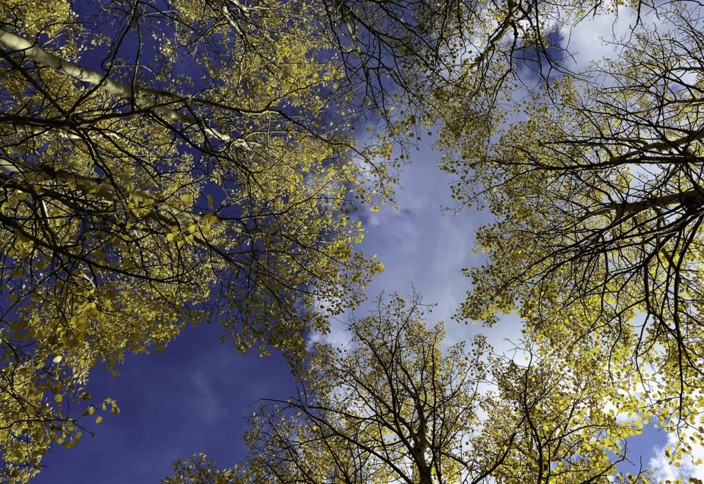 ePostcard #111: Aspen Leaf Dance