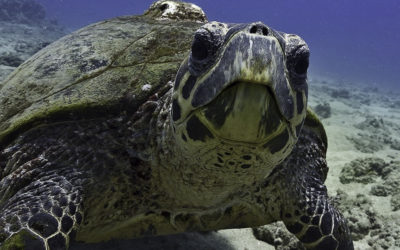 ePostcard #115: Nightwatch–Sea Turtles at Risk (Part 1)