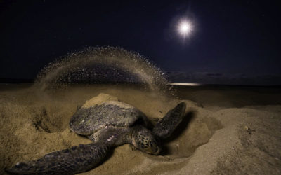 ePostcard #116: Nightwatch: Sea Turtles Are Ecosystem Sentinels (Part 2)