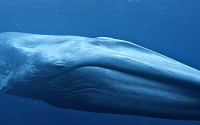 ePostcard #164: Eavesdropping on Blue Whales
